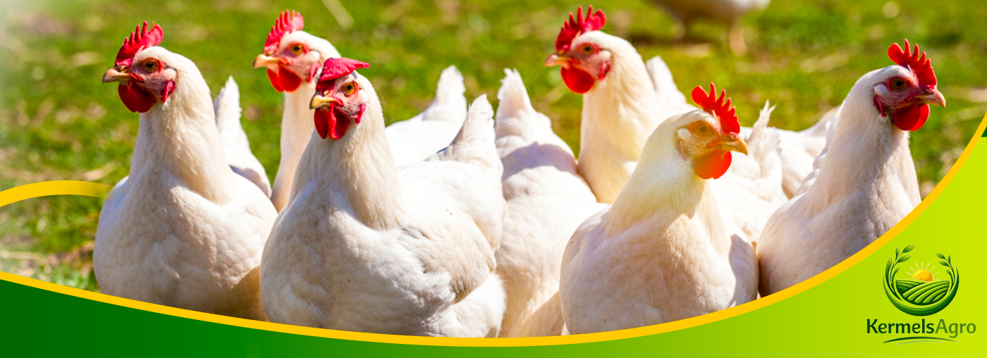 Buy Direct From Farmers